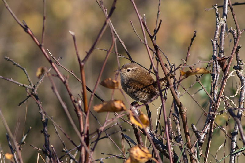 Winter Wren - Grdsmyg