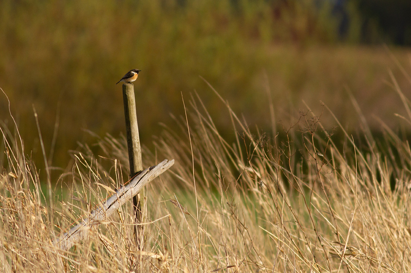 Common Stonechat - Svarthakad buskskvätta