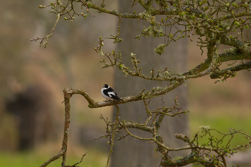 Collared Flycatcher - Halsbandsflugsnappare