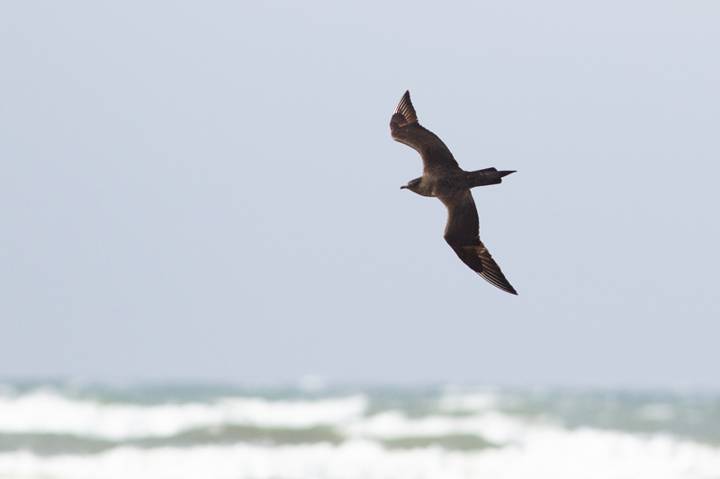 Parasitic Jaeger - Kustlabb