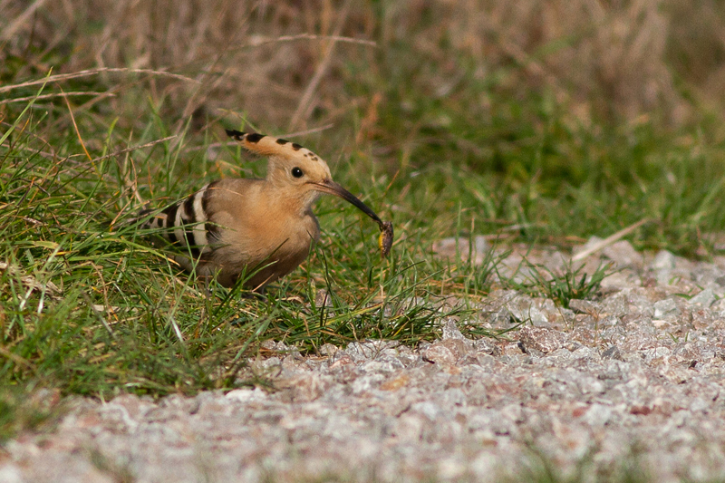 Eurasian Hoopoe - Härfågel