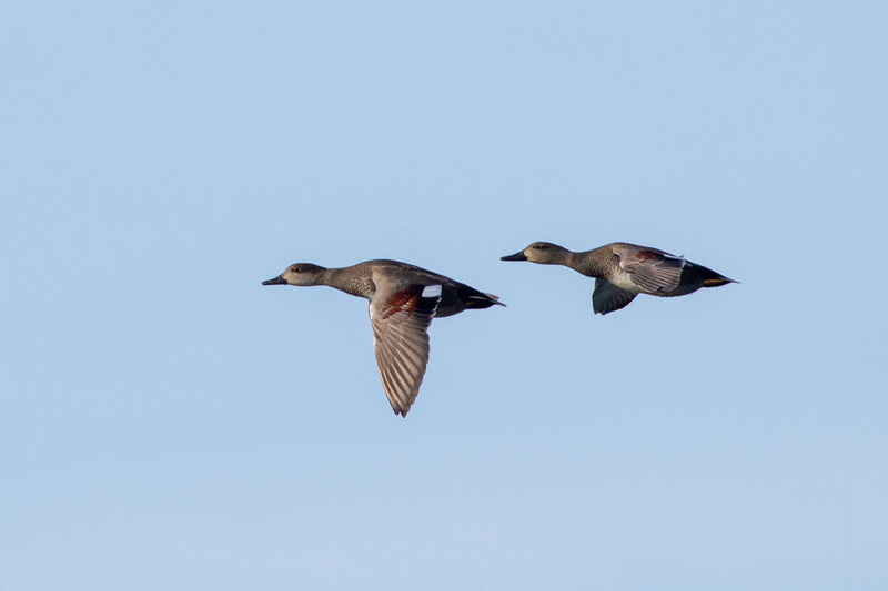 Gadwall - Snatterand