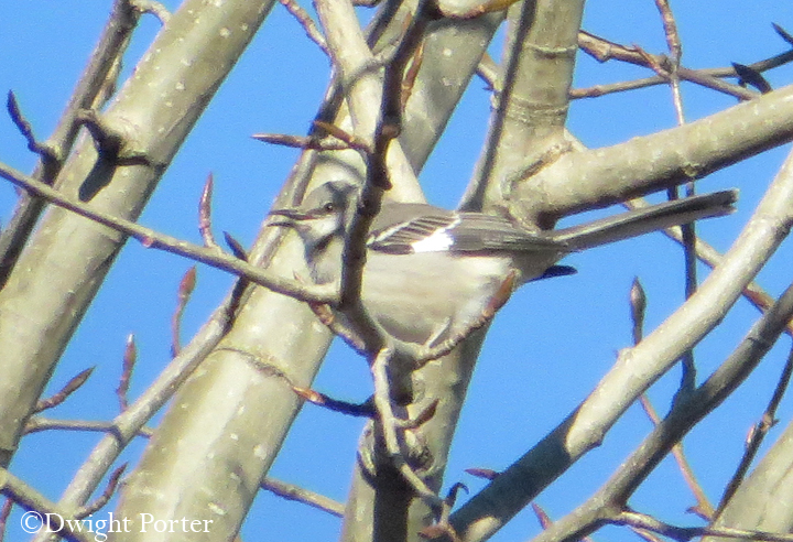 Northern Mockingbird