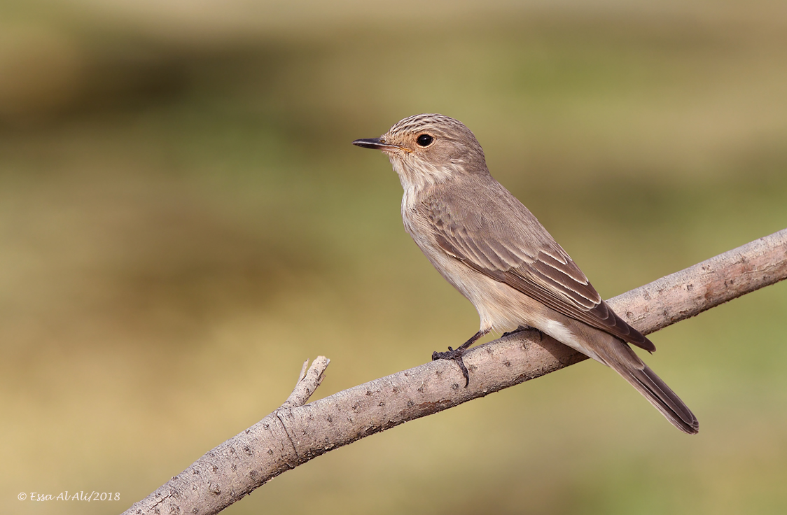 Spotted Flycatcher