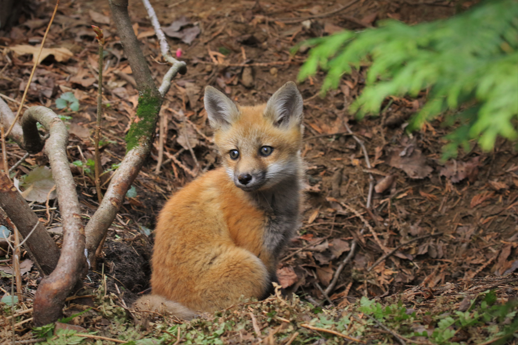 Renard roux / Red Fox