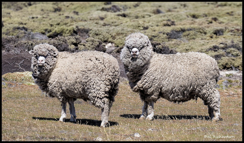 Unsheared sheep.jpg
