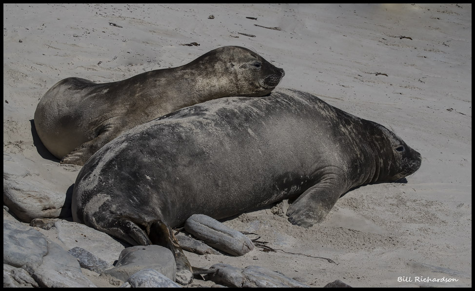 elephant seal pup and mom3.jpg