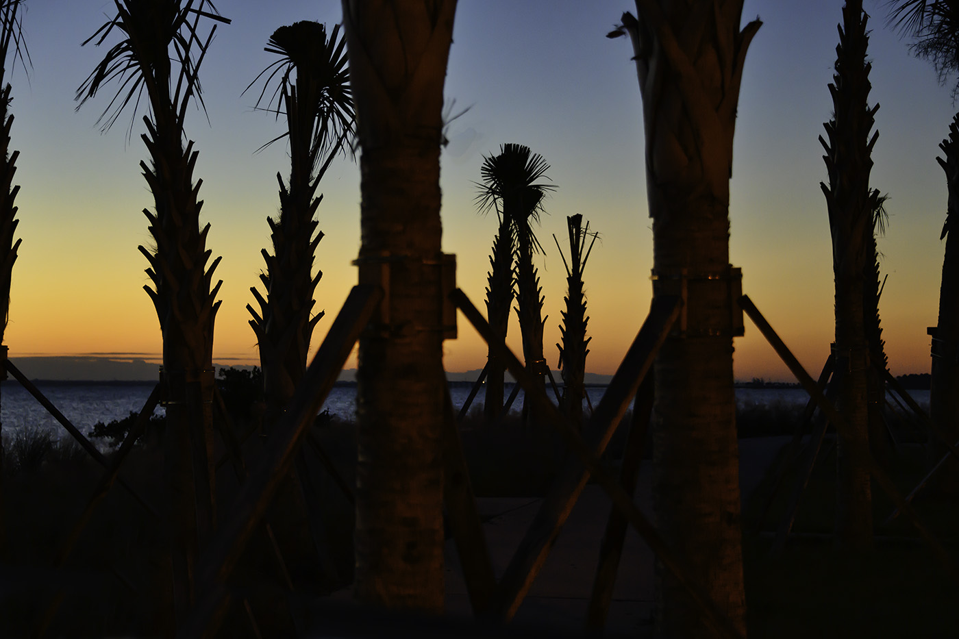 nZ71_1716_MorningTrees.jpg