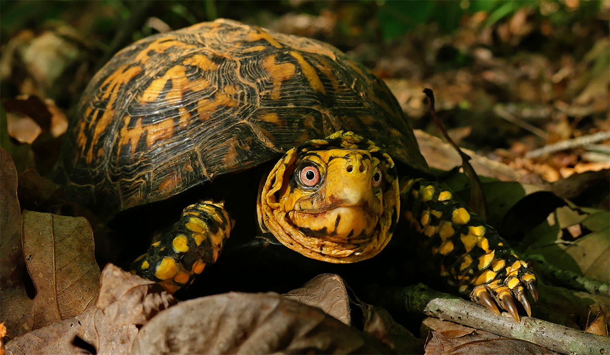 Eastern Box Turtle Frontal 4.JPG