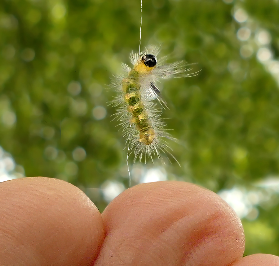 Banded Tussock Moth Caterpillar (8203)