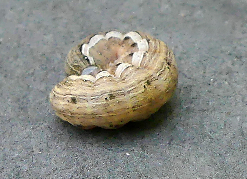 Armyworm Moth Caterpillar (10438)