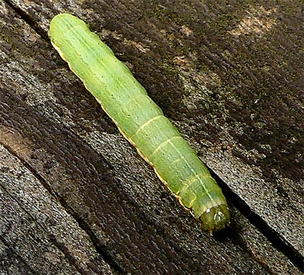 Green Cutworm (10911)