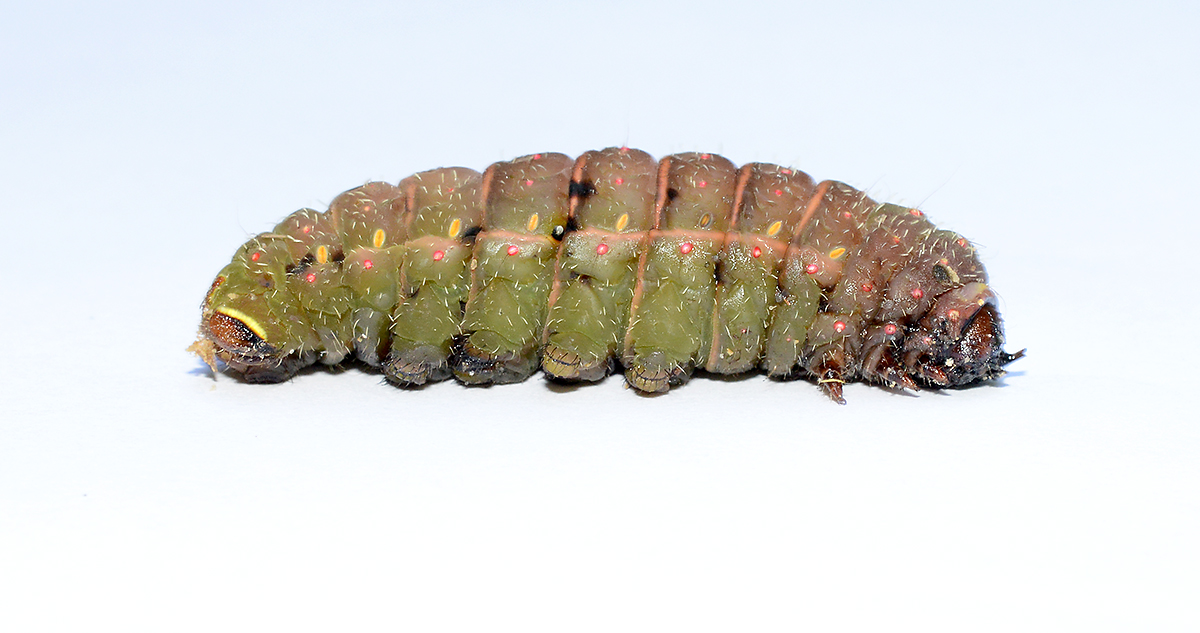 Luna Moth Caterpillar  (Lateral View)