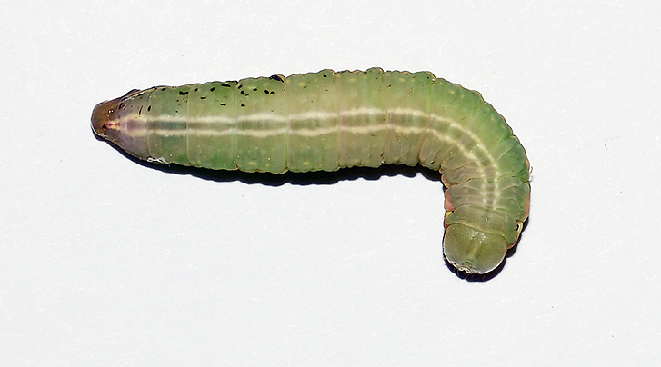 Angulose Prominent Moth Caterpillar (7920)