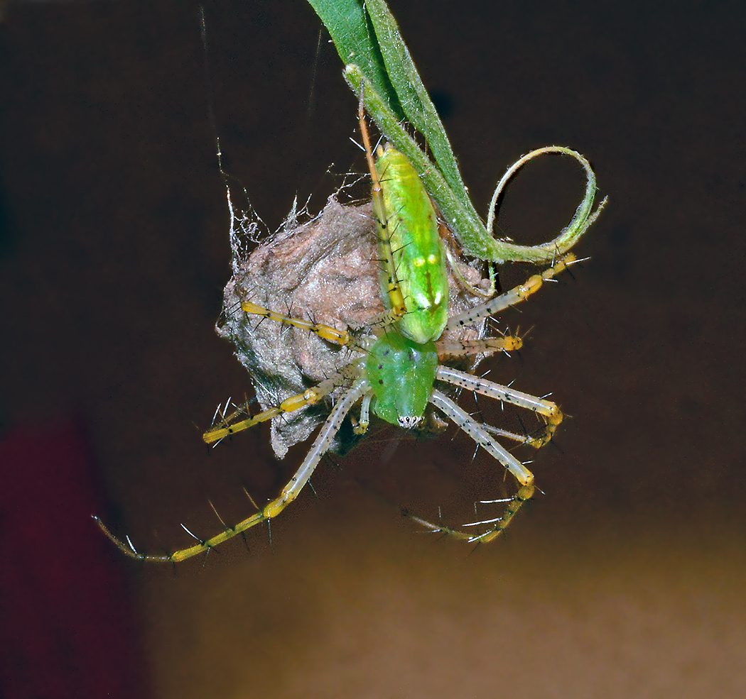 Green Lynx Spider with Egg Sac