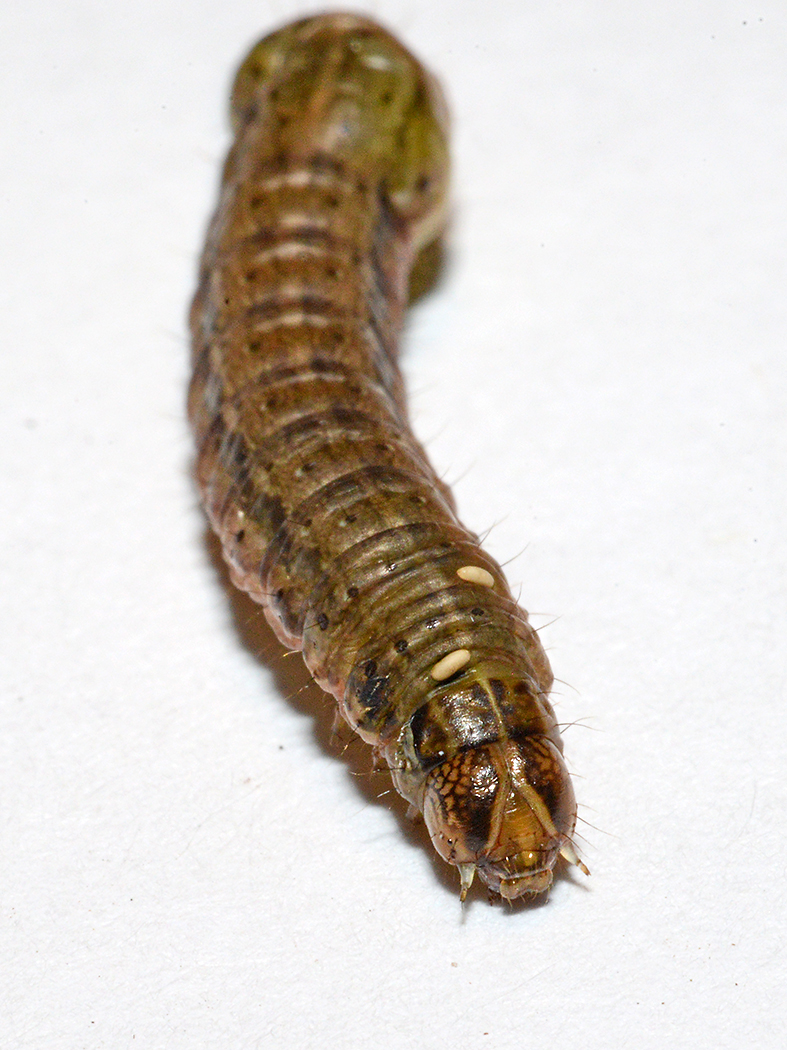 Fall Armyworm Moth Anterior 3.5.jpg
