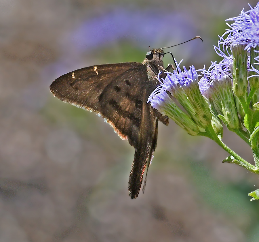 Brown Longtail 