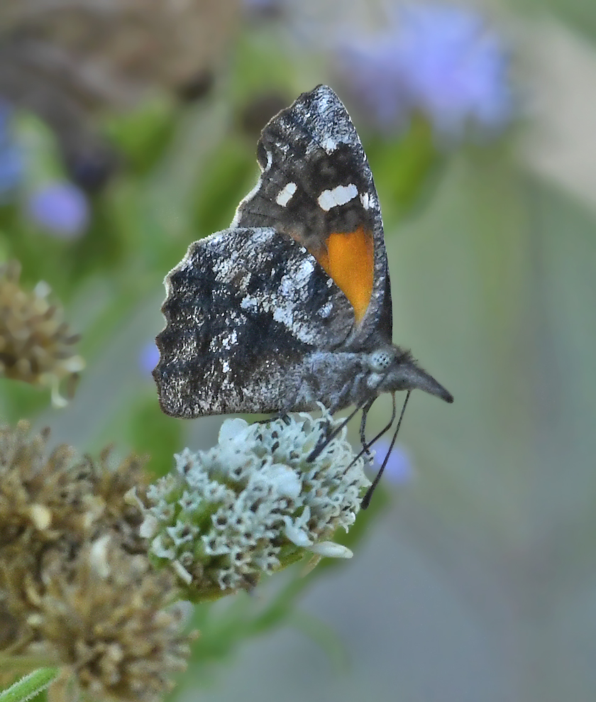 American Snout 