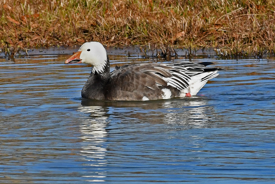 Blue Morph Snow Goose