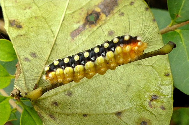 White Flannel Moth Caterpillar (4650)