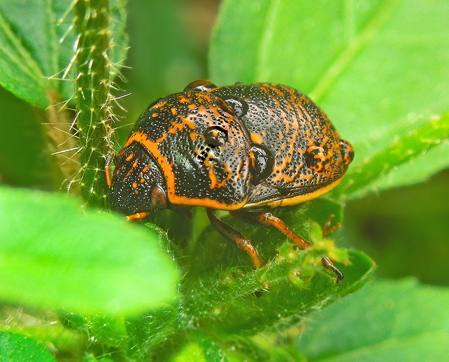 Shield-backed Bug