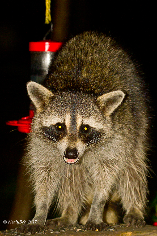Raccoon August 15