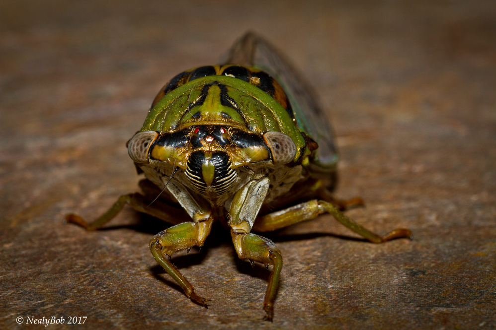 Cicada CloseUp