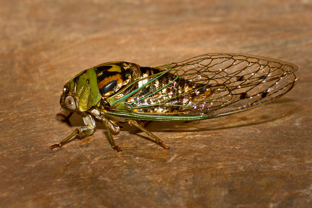 Cicada