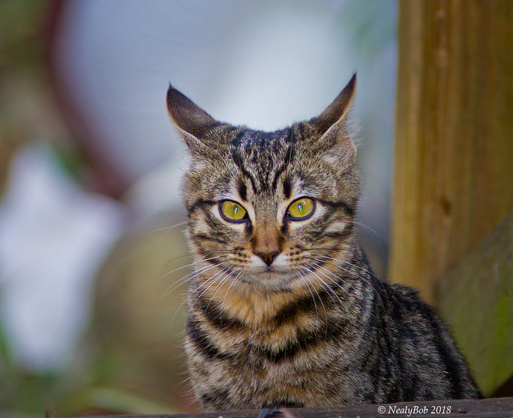 Kitty