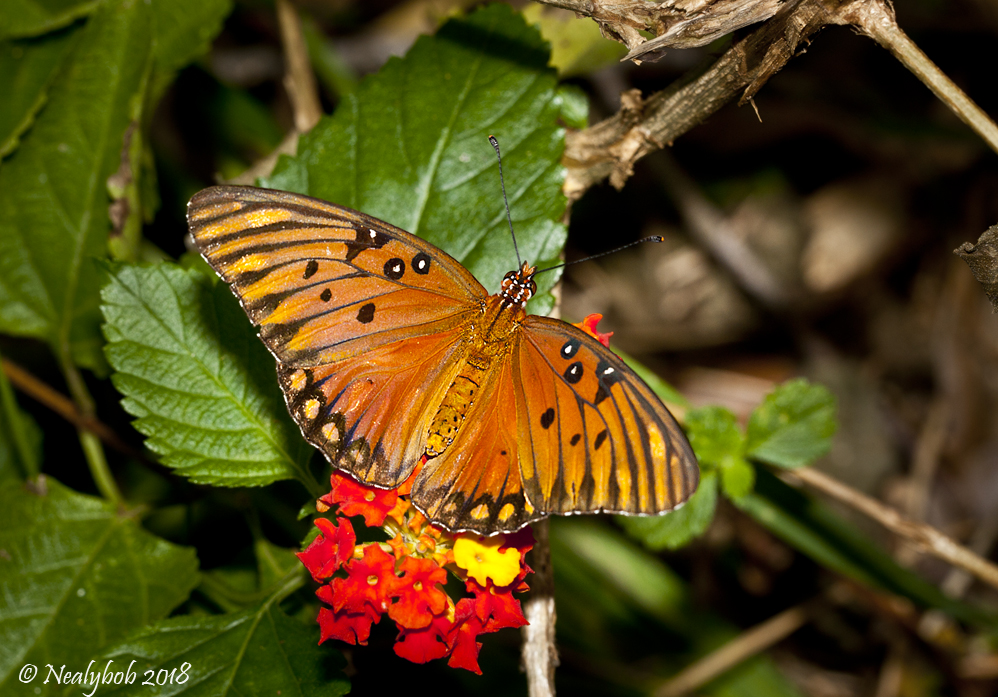 Butterfly