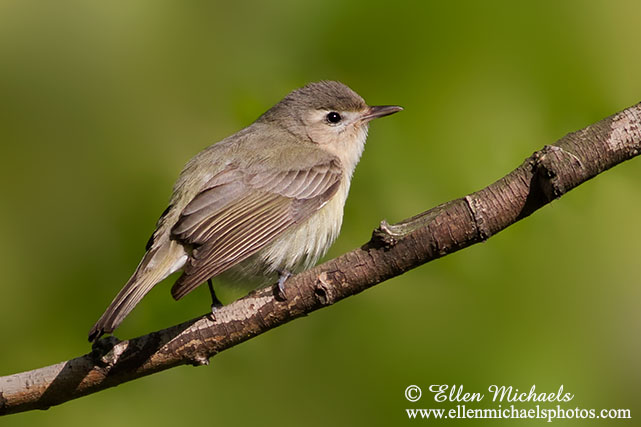 Warbling Vireo