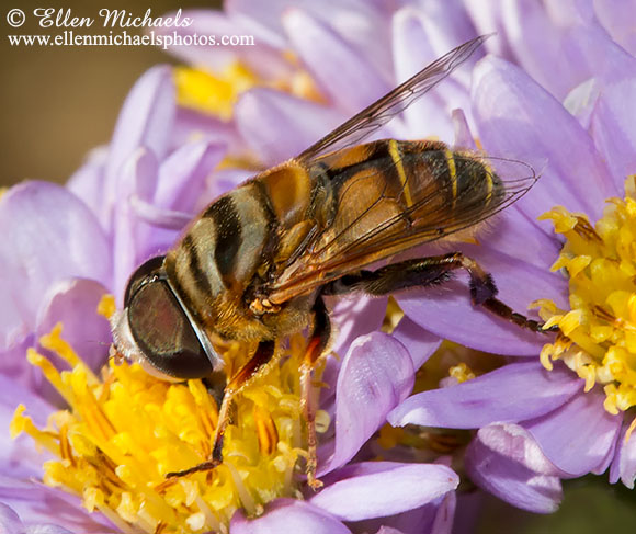 Syrphid Fly