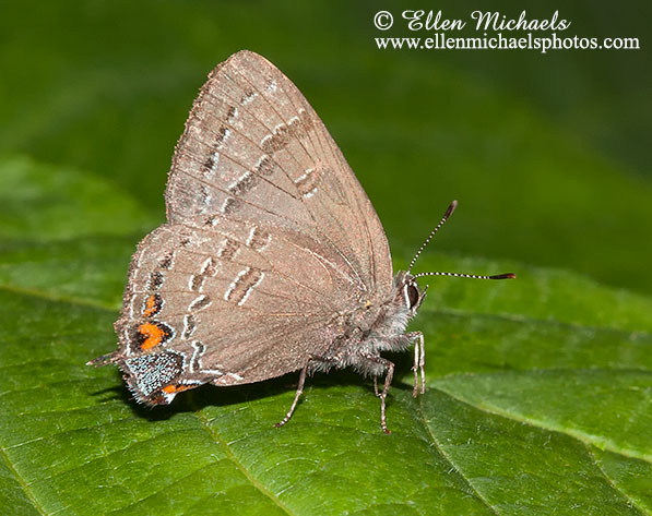 Banded Hairstreak