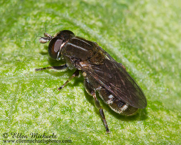 Syrphid Fly