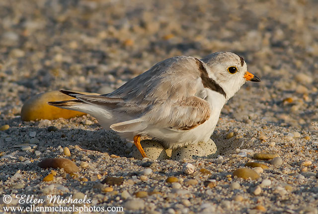 Piping Plover (on nest)