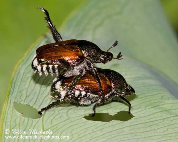 Japanese Beetle (mating)