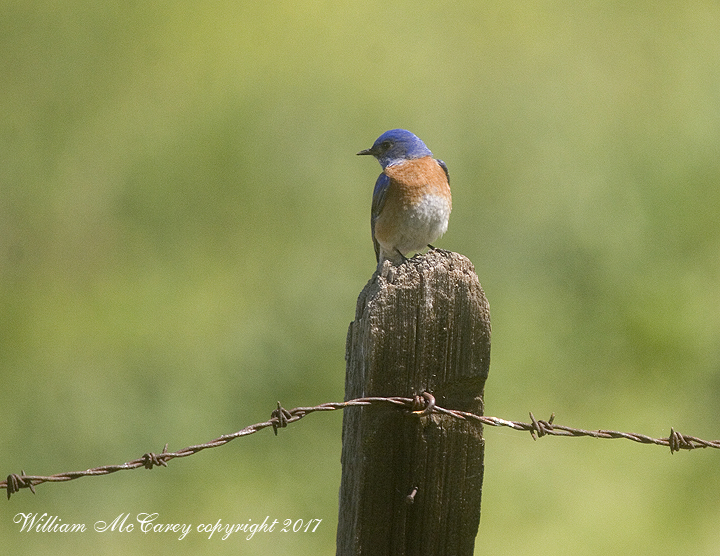 Western Bluebird male