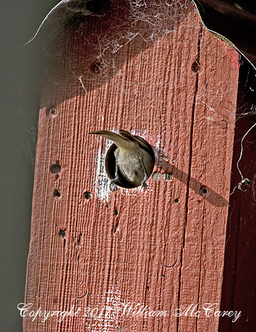 Oak titmouse in birdhouse