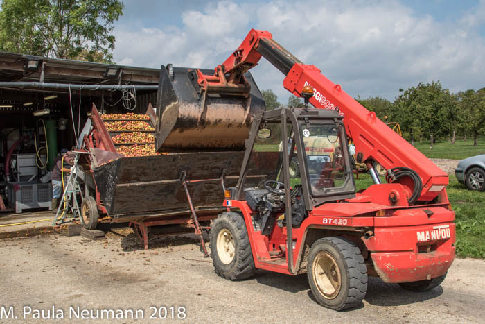 Apple harvest in Calvados region