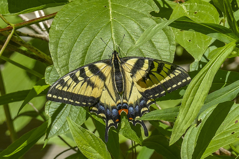 Papillon tigr du Canada - Canadian tiger swallowtail - Papilio canadensis - Papilionids (4176.1)