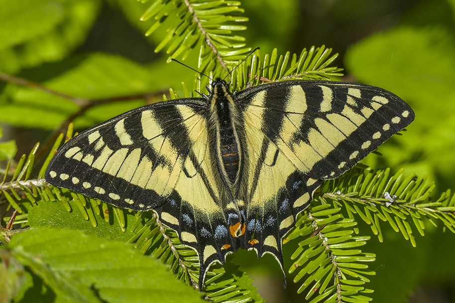 Papillon tigr du Canada - Canadian tiger swallowtail - Papilio canadensis - Papilionids (4176.1)