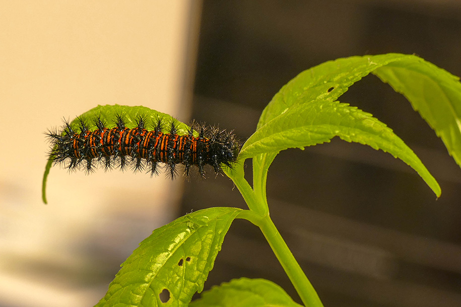 Chenille du Baltimore - Baltimore checkerspot carterpillar - Nymphalids - (4516)
