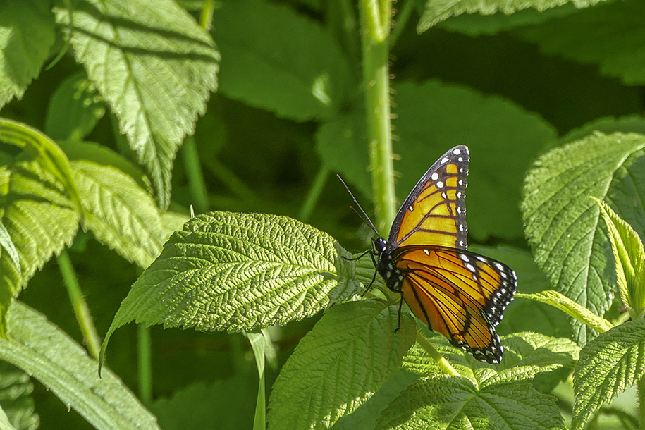 Vice-roi  - Viceroy - Lemenitis archippus - Nymphalids - (4523) 