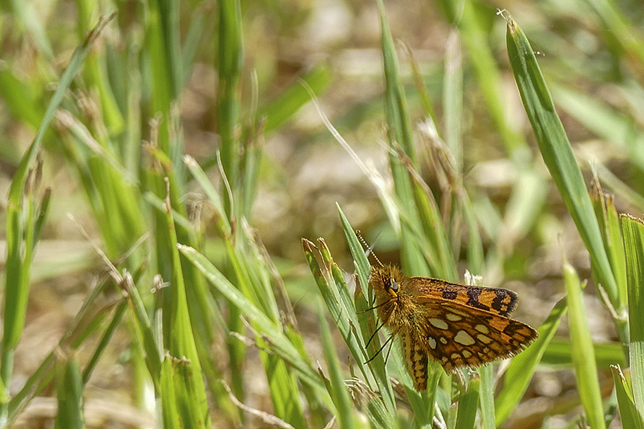 chiquier - Arctic Skipper - Carterocephalus palaemon mandan - Hesprids - (3982 a) 