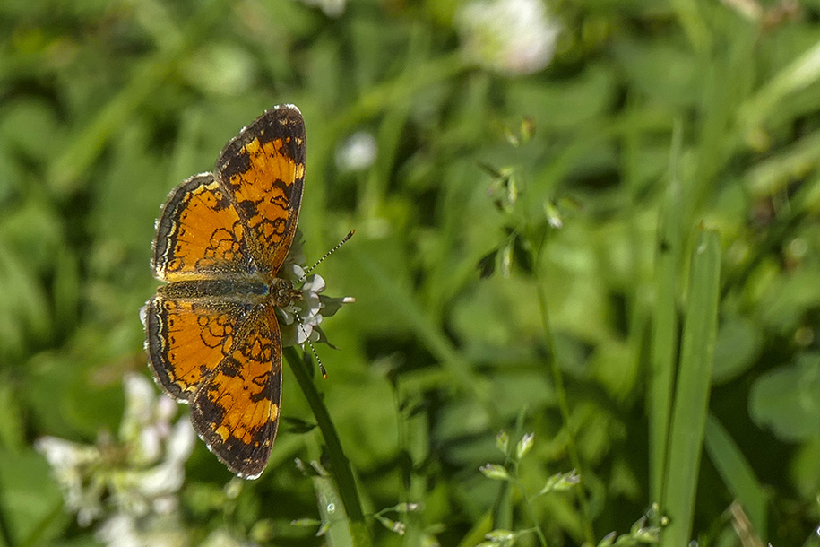 Croissant nordique - Northern Crescent - Phycoides cocyta - Nymphalids -  (4481.1) 