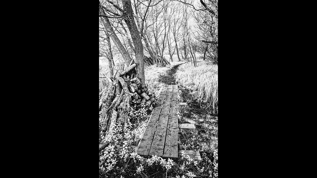 Woodland Path