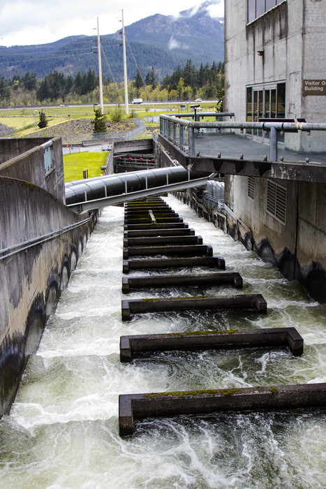 25.  The fish ladder to help salmon and steelhead continue upstream for spawning.