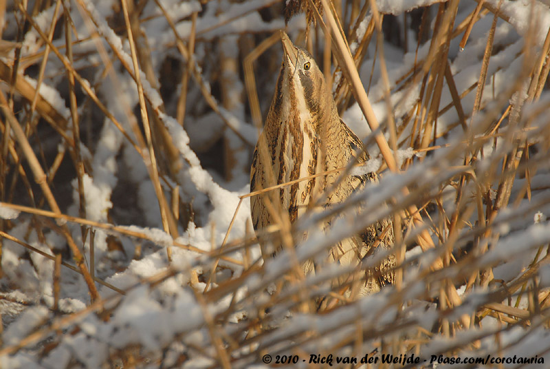 Eurasian Bittern<br><i>Botaurus stellaris stellaris</i>