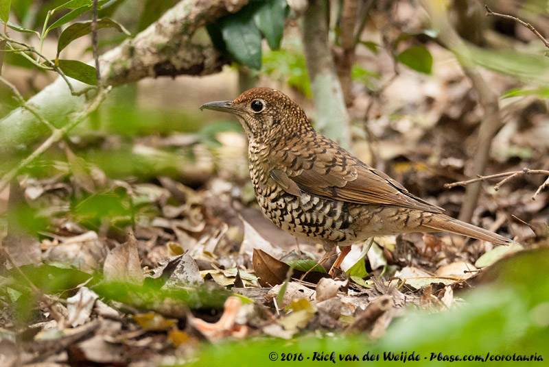 Bassian Thrush<br><i>Zoothera lunulata lunulata</i>