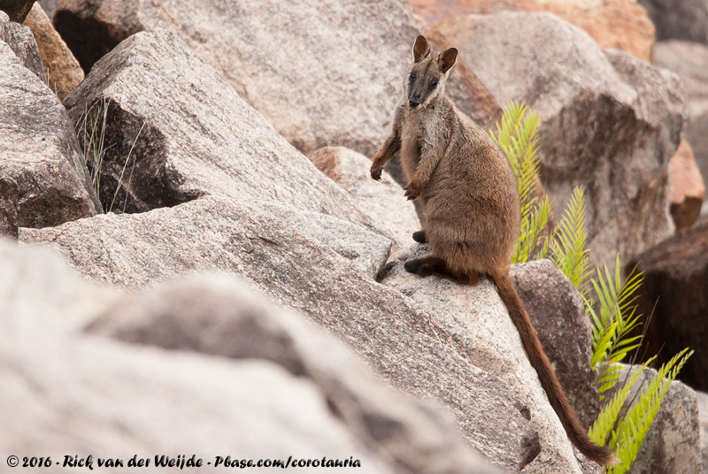 Brush-Tailed Rock Wallaby<br><i>Petrogale penicillata</i>